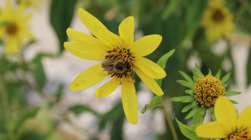 Auch die Bienen besuchen gern die Blumen des Bürgerparks.<br>(Bild: IGZ Wernigerode)