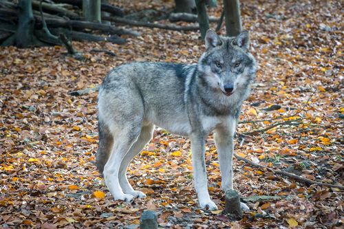 Wolf (Bild: Uwe Köhler)