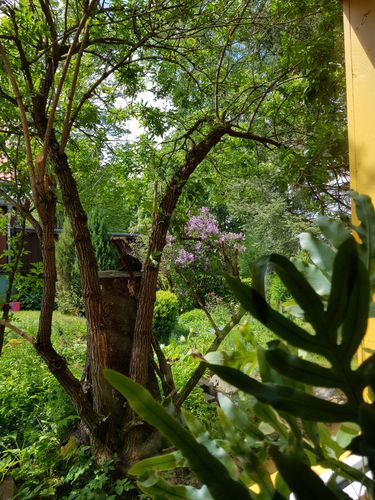 Genießen Sie die Blicke aus der Ferienwohnung Trollblume in den Garten.<br>(Bild: Fam. Härter)