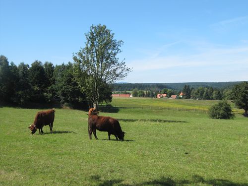 ...weidet das regional typische  Harzer Rote Höhenvieh.<br>(Bild: S. Nordhaus)