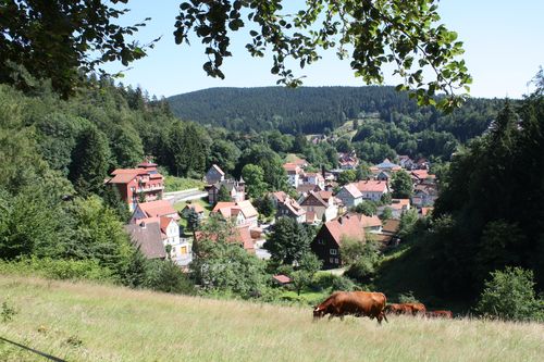 Blick auf Bad Grund mit Harzer Höhenvieh<br>(Bild: TOURISTAG Bad Grund im KTV Bad Grund (Harz) e.V.)