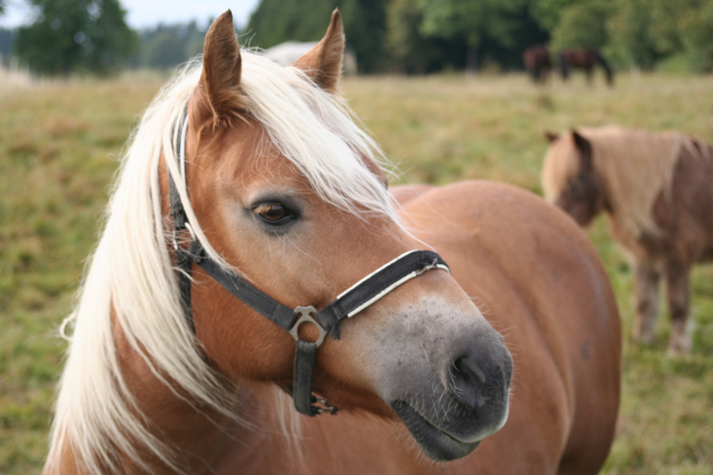 panthermedia_138573_Haflinger.jpg