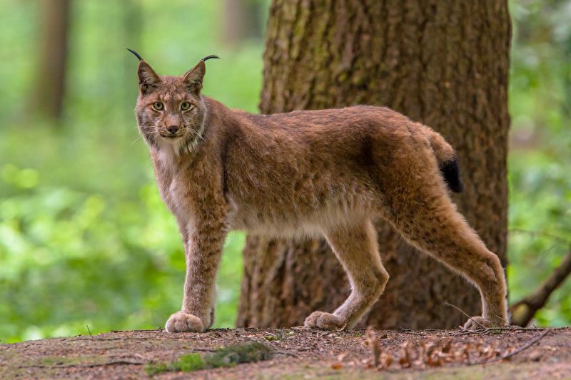 panthermedia_B71150885_800x533_Luchs.jpg